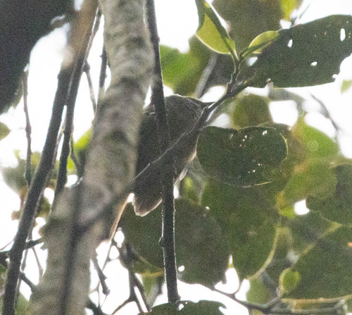 Sulawesi Fantail (Rhipidura teysmanni), photo 9