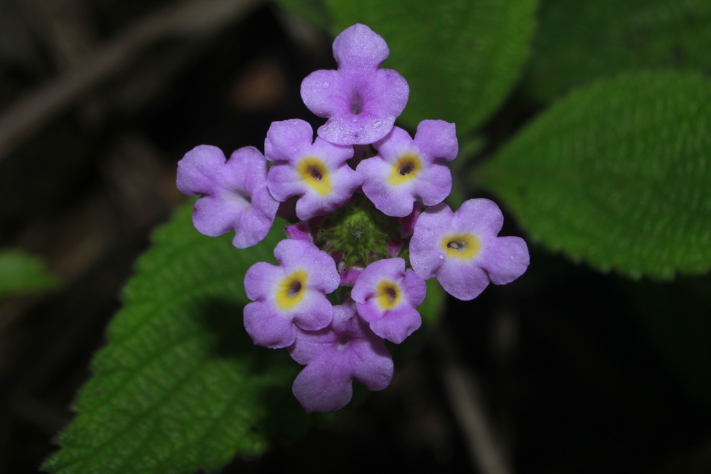 Lantana colombiana