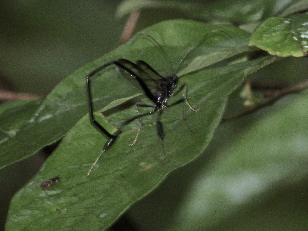 American Pelecinid Wasp from Newton County, AR, USA on July 31, 2023 at ...