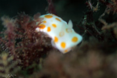 Goniobranchus tasmaniensis