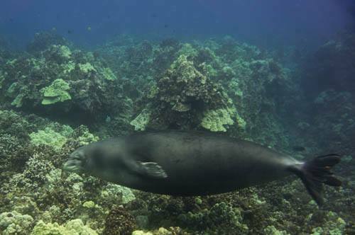 Hawaiian Monk Seal