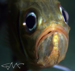 Trachichthys australis