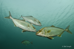 Seriola zonata