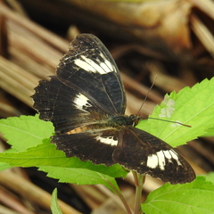 Cethosia tambora