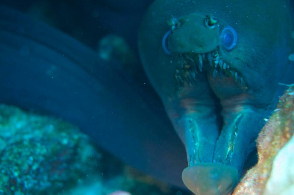 Longfang Moray