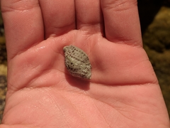 Acanthinucella punctulata