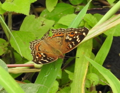 Junonia erigone