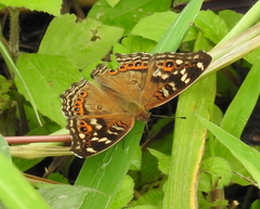 Junonia erigone
