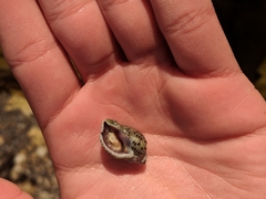 Acanthinucella punctulata