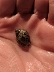 Acanthinucella punctulata