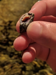 Acanthinucella punctulata