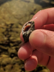 Acanthinucella punctulata