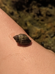 Acanthinucella punctulata