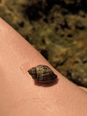 Acanthinucella punctulata