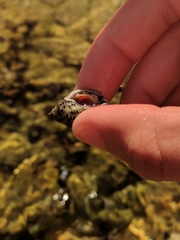 Acanthinucella punctulata