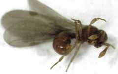 Discothyrea antarctica