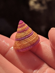 Calliostoma annulatum