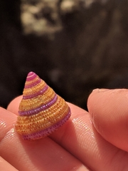 Calliostoma annulatum