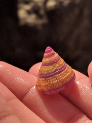 Calliostoma annulatum