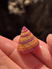 Calliostoma annulatum