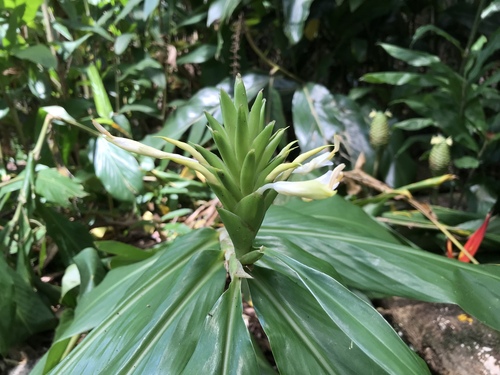 Cream garland-lily (Hedychium flavescens)
