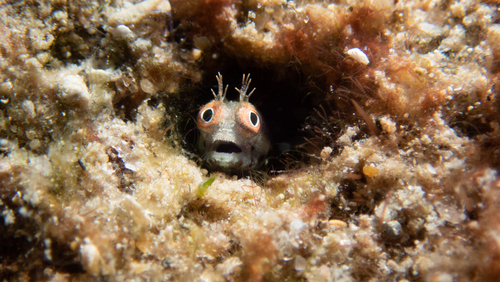 Roughhead blenny (Acanthemblemaria aspera) — Chaenopsidae — 5