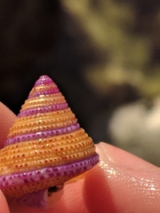 Calliostoma annulatum