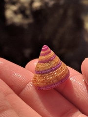 Calliostoma annulatum