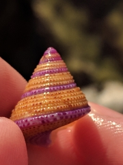 Calliostoma annulatum