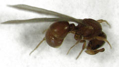 Discothyrea antarctica