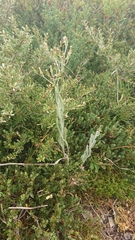 Senecio gunnii
