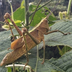 Aeolacris octomaculata