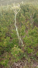 Senecio gunnii