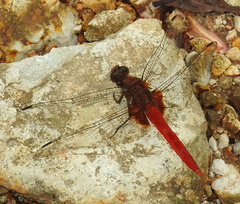 Orthetrum testaceum soembanum