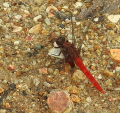 Orthetrum testaceum soembanum