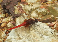 Orthetrum testaceum soembanum