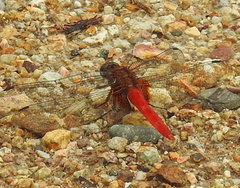 Orthetrum testaceum soembanum