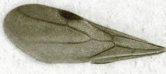 Discothyrea antarctica