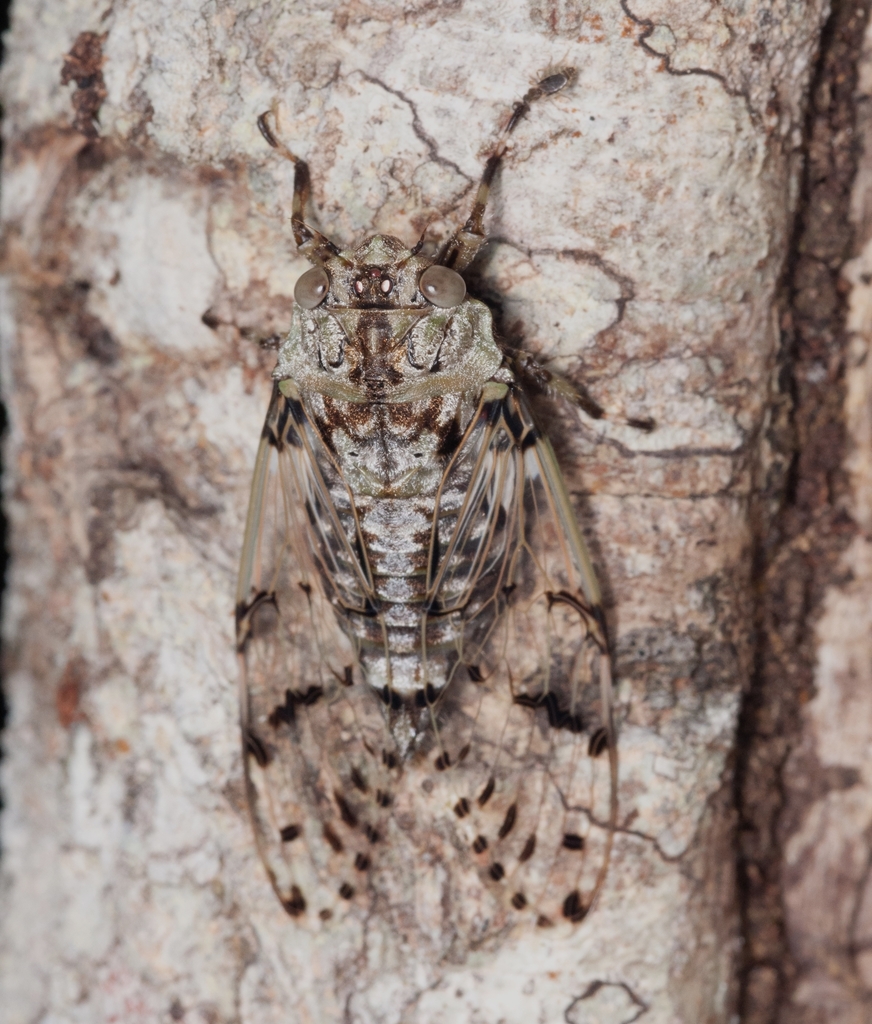 Wide-collared Lichen Cicada