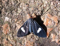 Lepidoptera