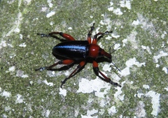 Lordopini