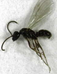 Discothyrea antarctica
