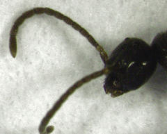 Discothyrea antarctica
