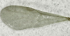 Discothyrea antarctica