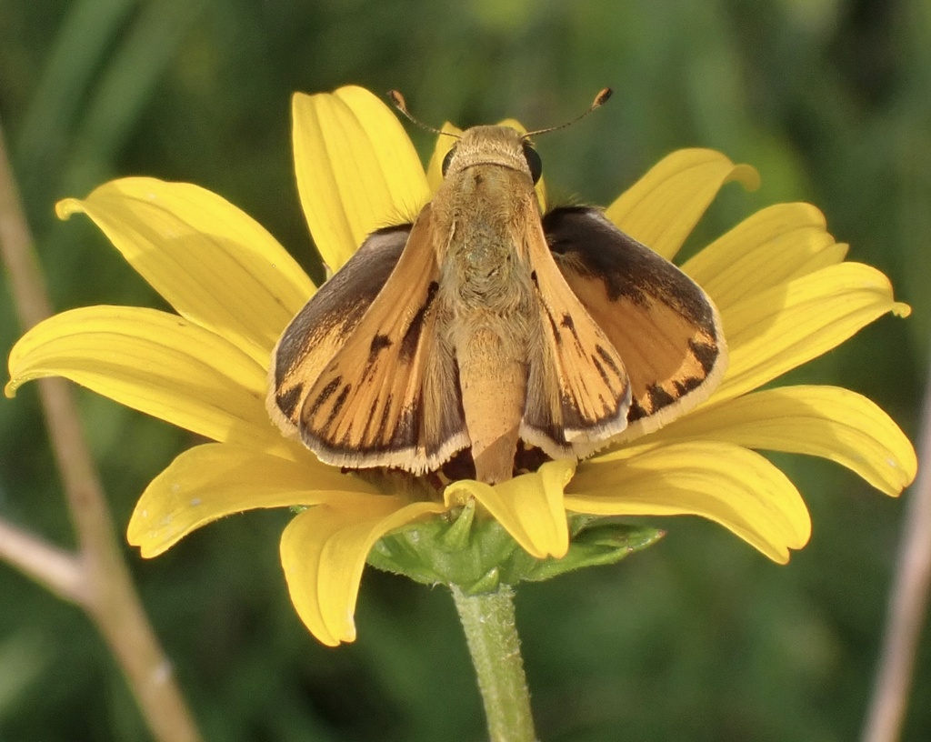 fiery-skipper-from-eupora-ms-us-on-august-4-2023-at-05-58-pm-by