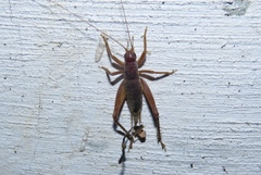Grylloidea