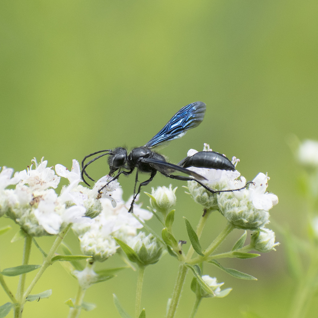 Isodontia philadelphica from Montgomery County, OH, USA on July 29 ...