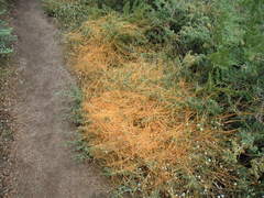 Cuscuta californica