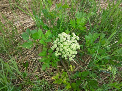 Image of Angelica gmelinii by (c) Валерия Ковалева, some rights reserved (CC BY)