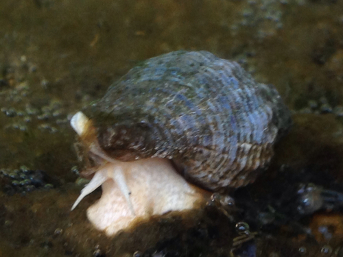 Eastern Oyster Drill